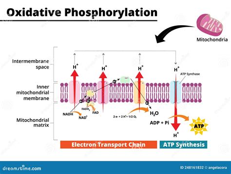 oxidative phosphorylation products and reactants|Electron Transport Chain And Oxidative Phosphorylation Substrat.